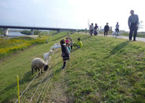 やぎ・羊を放牧した堤防の除草管理社会実験